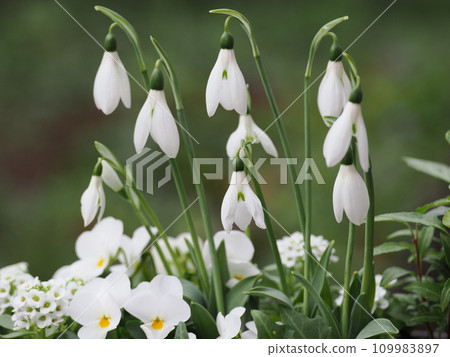 雪花蓮和中提琴的混合 109983897
