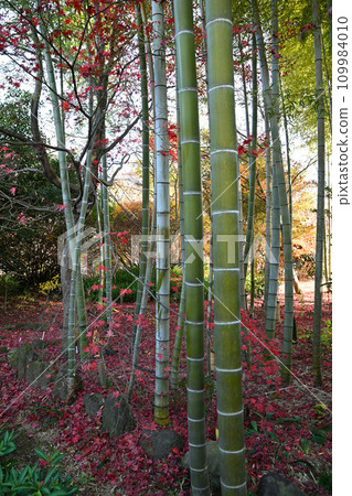 竹林、紅葉季節、多莫院轄區、所澤市 竹林、紅葉季節、多莫院轄區、所澤市 109984010