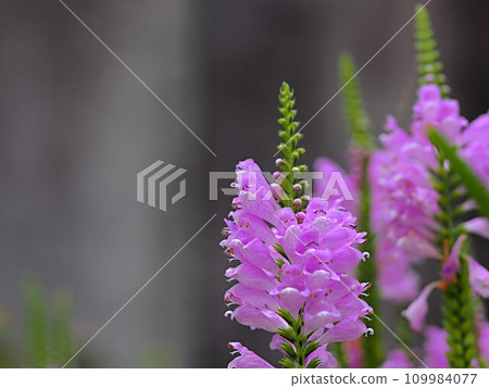 Hanatraono 鮮花與複製空間 Hanatraono 鮮花與複製空間 109984077