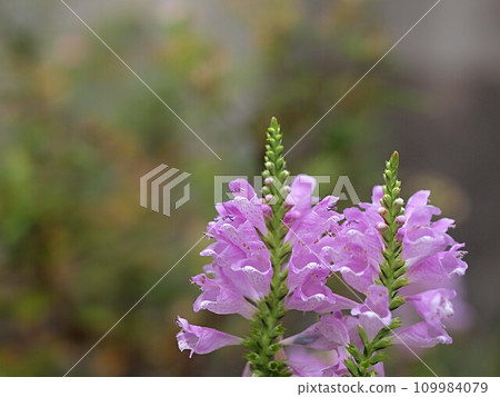 Hanatraono flowers and copy space Hanatraono flowers and copy space 109984079