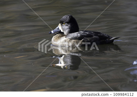 黑頸黑母 109984112