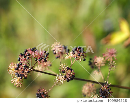 Udo with seeds 109984218