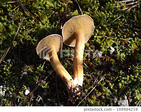 Amitake specimen photo 109984219