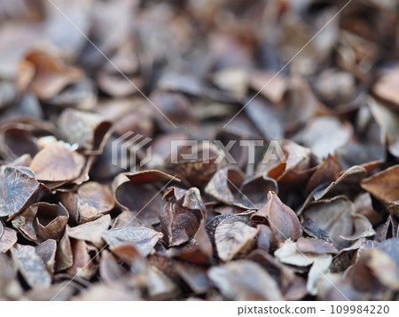 Close-up of buckwheat husks 109984220