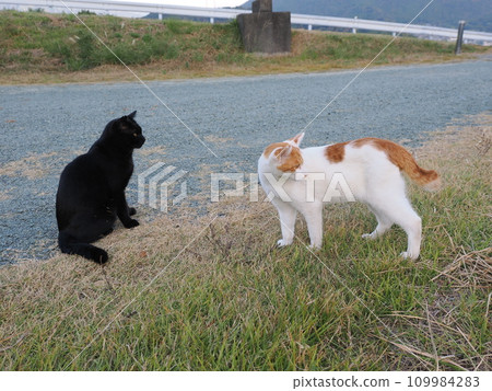 可愛的貓咪在公園裡一起玩耍 109984283
