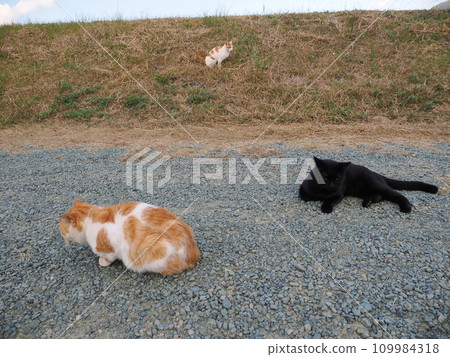 可愛的貓咪在公園裡一起玩耍 可愛的貓咪在公園裡一起玩耍 109984318