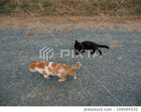 可愛的貓咪在公園裡一起玩耍 可愛的貓咪在公園裡一起玩耍 109984320