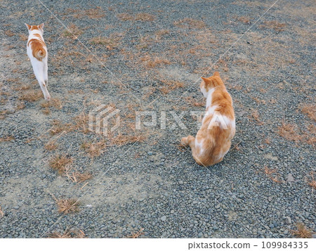 可愛的貓咪在公園裡一起玩耍 可愛的貓咪在公園裡一起玩耍 109984335