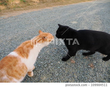 Cat resting on a park bench 109984511
