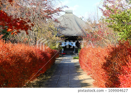 Scenery of autumn leaves Tamonin Bishamondo Tokorozawa City Scenery of autumn leaves Tamonin Bishamondo Tokorozawa City 109984627