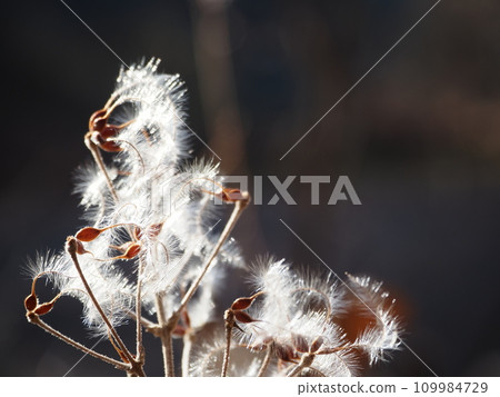 Fluff shining in the morning sun 109984729