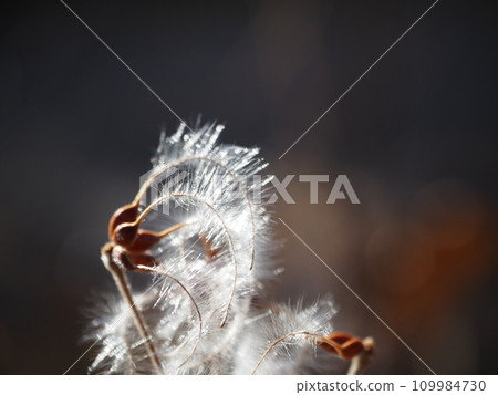 fluff just before taking off 109984730