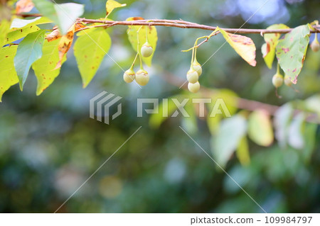 Styrax japonicum 109984797