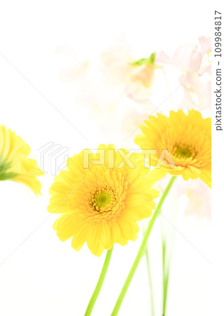 bright yellow gerberas and pink flowers bright yellow gerberas and pink flowers 109984817