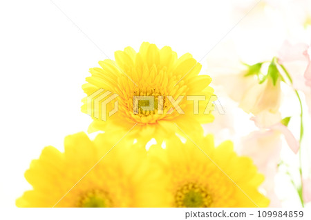 bright yellow gerberas and pink flowers bright yellow gerberas and pink flowers 109984859