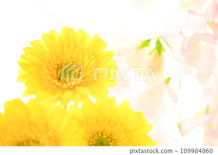 bright yellow gerberas and pink flowers bright yellow gerberas and pink flowers 109984860