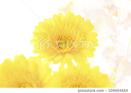bright yellow gerberas and pink flowers 109984884