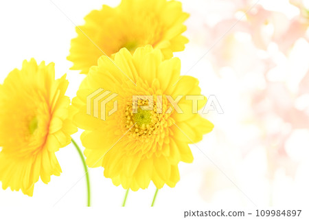 亮黃色的非洲菊和粉紅色的花朵 亮黃色的非洲菊和粉紅色的花朵 109984897