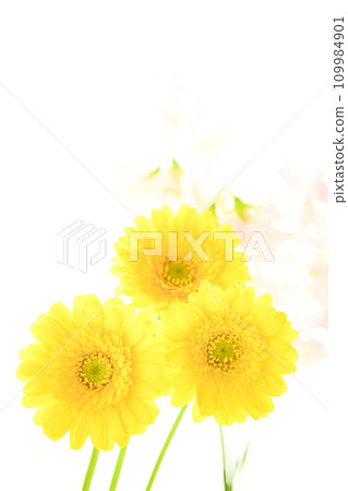 bright yellow gerberas and pink flowers 109984901
