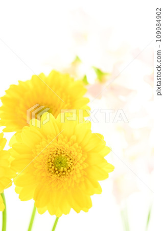 bright yellow gerberas and pink flowers 109984902