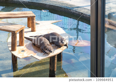 水獺在動物園裡 水獺在動物園裡 109984951