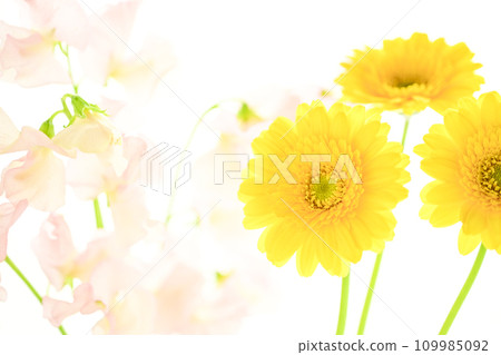 亮黃色的非洲菊和粉紅色的花朵 109985092