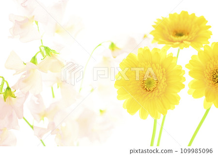 bright yellow gerberas and pink flowers 109985096