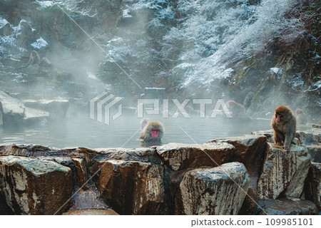 [Jigokudani Monkey Park] Snow monkey soaking in hot water [Winter] 109985101
