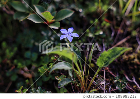 Iidelian gentian, an alpine plant of the Iide Mountain Range 109985212