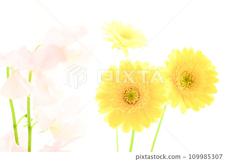 bright yellow gerberas and pink flowers 109985307
