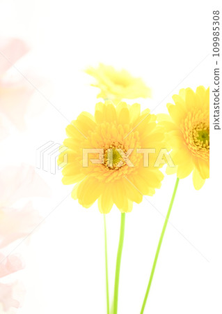 亮黃色的非洲菊和粉紅色的花朵 109985308