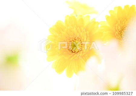 bright yellow gerberas and pink flowers bright yellow gerberas and pink flowers 109985327