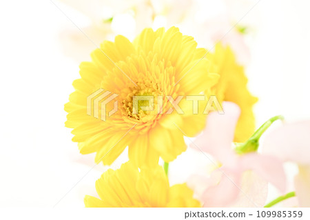 亮黃色的非洲菊和粉紅色的花朵 109985359