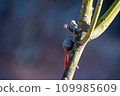 A forgotten item hung on a tree 109985609