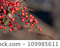 Nandina fruit　 109985611