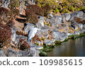 A heron standing by the pond 109985615
