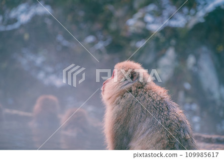 凝視晨光的雪猴【地獄谷雪猴公園】 109985617