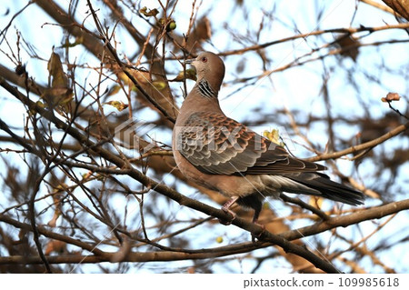 龜鴿 / 賞鳥 / 背上有鱗片圖案、脖子上有圍巾的時尚鴿。 109985618