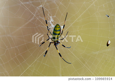 冬季生物喬魯蜘蛛♀ 冬季生物喬魯蜘蛛♀ 109985914