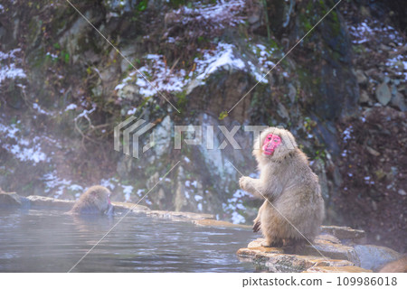 Snow monkeys bathing in the morning light [Jigokudani Monkey Park] 109986018