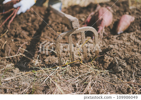 field, harvest, foot 109986049