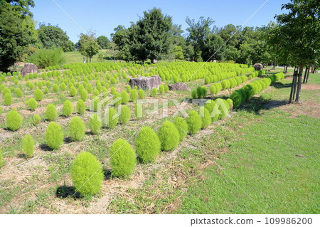 清爽的地膚花 109986200