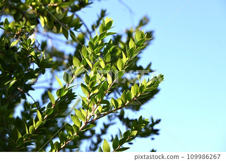 Myrtle trees and branches are scented with mutton, the fruit is edible, and the flowers are used for weddings, making it a ``tree of celebration.'' Myrtle trees and branches are scented with mutton, the fruit is edible, and the flowers are used for weddings, making it a ``tree of celebration.'' 109986267