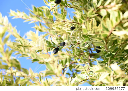 Myrtle trees and branches are scented with mutton, the fruit is edible, and the flowers are used for weddings, making it a ``tree of celebration.'' Myrtle trees and branches are scented with mutton, the fruit is edible, and the flowers are used for weddings, making it a ``tree of celebration.'' 109986277