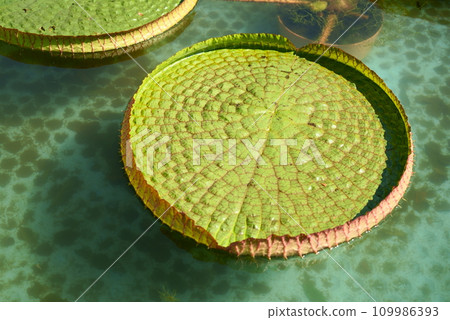 大巨型百合葉 109986393