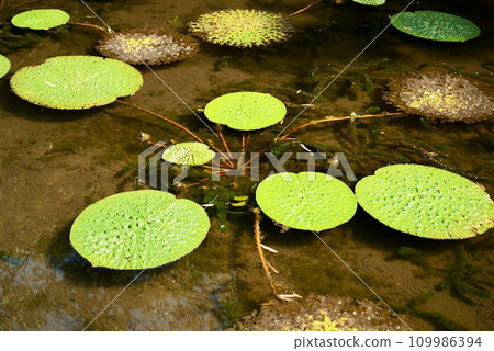 Onibus 葉子漂浮在池塘里 109986394