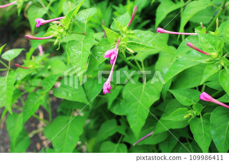 奧斯洛瓦納與閉合的花朵 109986411