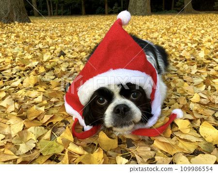 Christmas dog 109986554