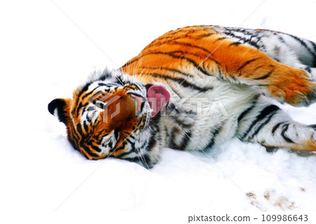 Popular Amur tiger 109986643