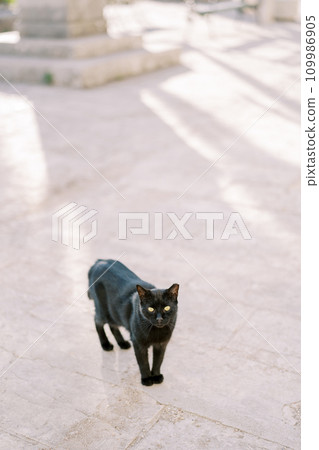 Black cat stands on the paving stones on the street Black cat stands on the paving stones on the street 109986905